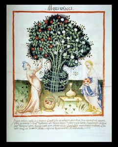 Nova 2644 fol.93r Woda różana, z wiedeńskiego kodeksu Tacuinum Sanitatis autorstwa Italian School