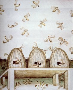 Nova 2644 fol.94v Ule, z Tacuinum Sanitatis autorstwa Italian School