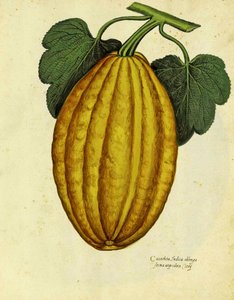 Oblong Squash autorstwa Ulisse Aldrovandi autorstwa Italian School