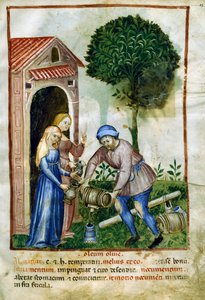 Oliwa z oliwek, miniatura z Tacuinum Sanitatis, wydanie łacińskie autorstwa Italian School