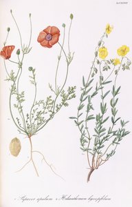 Makowa papka i helianthemum hyssopifol, 1811-1838 autorstwa Italian School