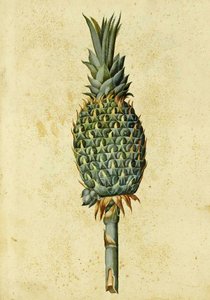 Ananas autorstwa Ulisse Aldrovandi autorstwa Italian School
