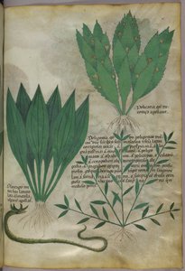 Rośliny o dużych, szerokich liściach. Wąż, ok. 1440 (tusz i kolor na welinie) autorstwa Italian School