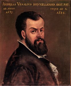 Portret Andre Vesale (Andreas Vesalius) (1514-1564), anatom i lekarz anonimowego malarstwa Karola V szkoły włoskiej. XVI-wieczna Padwa, Uniwersytet autorstwa Italian School