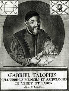 Portret Gabriela Fallopiusa (1523-62) autorstwa Italian School
