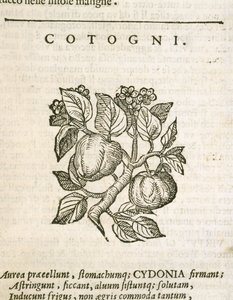 Pigwa (Cydonia oblonga), grawerowana przez Castore Durante autorstwa Italian School