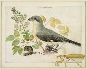 Dzierzba i modliszka (wc na papierze) (dla Muzeum Papieru Cassiano dal Pozzo) autorstwa Italian School