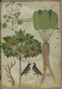 Sloane 4016 f.34 „Traktat o ziołach”, c.1440 (welum) autorstwa Italian School