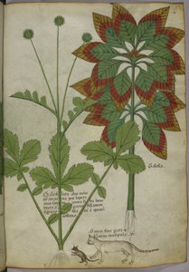 Sloane 4016 f.40 Rośliny, z 