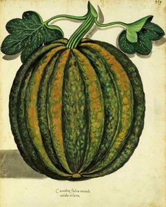 Squash Ulisse Aldrovandi (1522 - 1605) płyta wydana w Piante Fiori Frutti (ręcznie kolorowana grawerunek). autorstwa Italian School