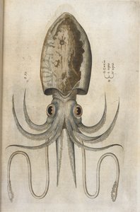 Kalmary, ilustracja z „Aquatilium Animalium Historiæ liber primus”, autorstwa Ippolito Salvianiego autorstwa Italian School