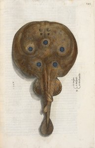 Ryba torpedowa, ilustracja z „Aquatilium Animalium Historiæ liber primus”, Ippolito Salviani autorstwa Italian School