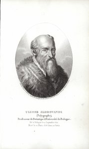Ulisse Aldrovandi autorstwa Italian School