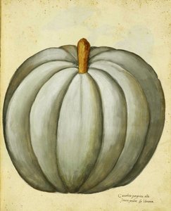 White Squash autorstwa Ulisse Aldrovandi autorstwa Italian School