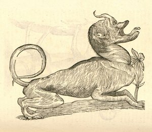 ilustracja Canis monstroso capite z Aldrovandis Historia potworów, 1642 autorstwa Italian School