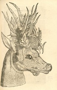 ilustracja Capreolus Polyceros z Aldrovandis Historia potworów, 1642 autorstwa Italian School