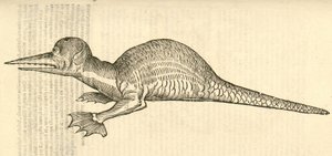 ilustracja przedstawiająca bipes Draco marinus monophthalmos z Aldrovandis History of Monsters , 1642 autorstwa Italian School