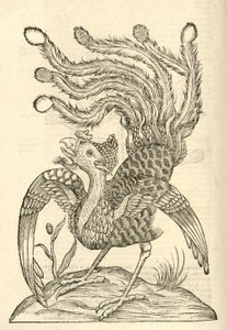 ilustracja Gallus Indicus auritus tridactylus z Aldrovandis Historia potworów , 1642 autorstwa Italian School