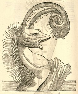 ilustracja Pseudophyseter z Aldrovandis History of Monsters , 1642 autorstwa Italian School