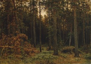 Sosna, 1885