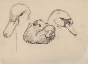 Łabędź i głowy łabędzi autorstwa J.A. Jerichau