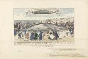 Kaszalot wyrzucony na brzeg w Egmond aan Zee, 1764 Na północ od Egmond op Zee, Cagelot lub Potwhale. wyrzucony żywcem 15 lutego 1764 r. (tytuł na obiekcie) autorstwa J.A. Visser