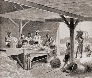 Niewolnicy pracujący z dziewiętnastowiecznym odziarnianiem bawełny na plantacji w południowym stanie Stanów Zjednoczonych Ameryki, z „Historii naszego kraju”, wydanej w 1905 r. (lito)