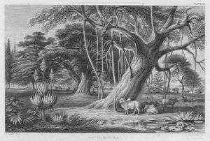 Banyan, Boabob itp (kolorowy grawerunek)