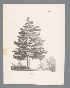 jodła srebrna Sapin (tytuł na obiekcie) Badania drzew (tytuł serii) Etudes d
