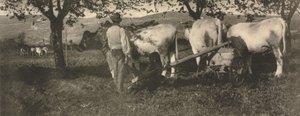 Praca kamery: zespół orki autorstwa J. Craig Annan