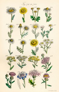 Strona kolorowych ilustracji z British Wild Flowers po pracy J.E. Sowerby