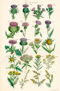 Strona kolorowych ilustracji z British Wild Flowers po pracy J.E. Sowerby