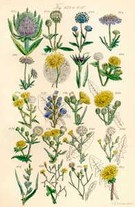 Strona kolorowych ilustracji z British Wild Flowers po pracy J.E. Sowerby