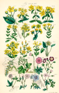 Strona kolorowych ilustracji z British Wild Flowers po pracy J.E. Sowerby