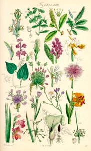 Strona kolorowych ilustracji z British Wild Flowers po pracy J.E. Sowerby