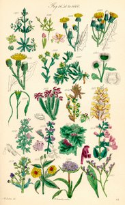 Strona kolorowych ilustracji z British Wild Flowers po pracy J.E. Sowerby