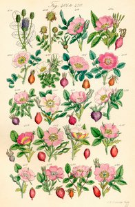 Strona kolorowych ilustracji z British Wild Flowers po pracy J.E. Sowerby