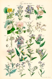 Strona kolorowych ilustracji z British Wild Flowers po pracy J.E. Sowerby