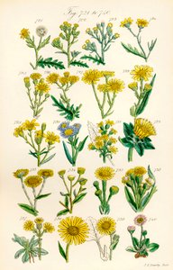 Strona kolorowych ilustracji z British Wild Flowers po pracy J.E. Sowerby