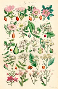Strona kolorowych ilustracji z British Wild Flowers po pracy J.E. Sowerby