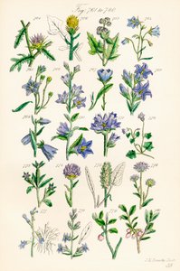 Strona kolorowych ilustracji z British Wild Flowers po pracy J.E. Sowerby