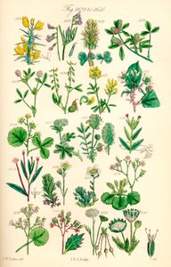Strona kolorowych ilustracji z British Wild Flowers po pracy J.E. Sowerby