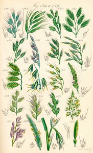 Strona kolorowych ilustracji z British Wild Flowers po pracy J.E. Sowerby