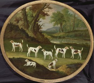 Błotniaki w zalesionym krajobrazie