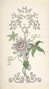 Projekt dekoracji paneli skupionych na kwiatach męczennicy, 1828-40. autorstwa J Hulme