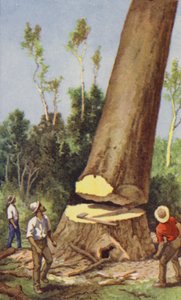 Ścinka sosny kauri (kolor litho) autorstwa J. Macfarlane
