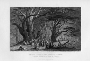 Starożytne cedry w Lesie Libanu, 1841