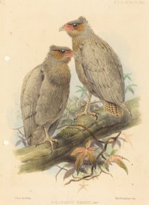 Polyborus Tharus, Var. autorstwa J. Smit
