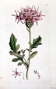 Knapweed wielki, z tomu pubu "Angielska Botanika". 1790-1814 (grawerowanie ręcznie kolorowane) autorstwa J. and Smith J.E. Sowerby