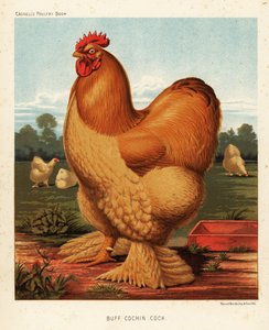 Buff Cochin kogut autorstwa J. W. (after) Ludlow